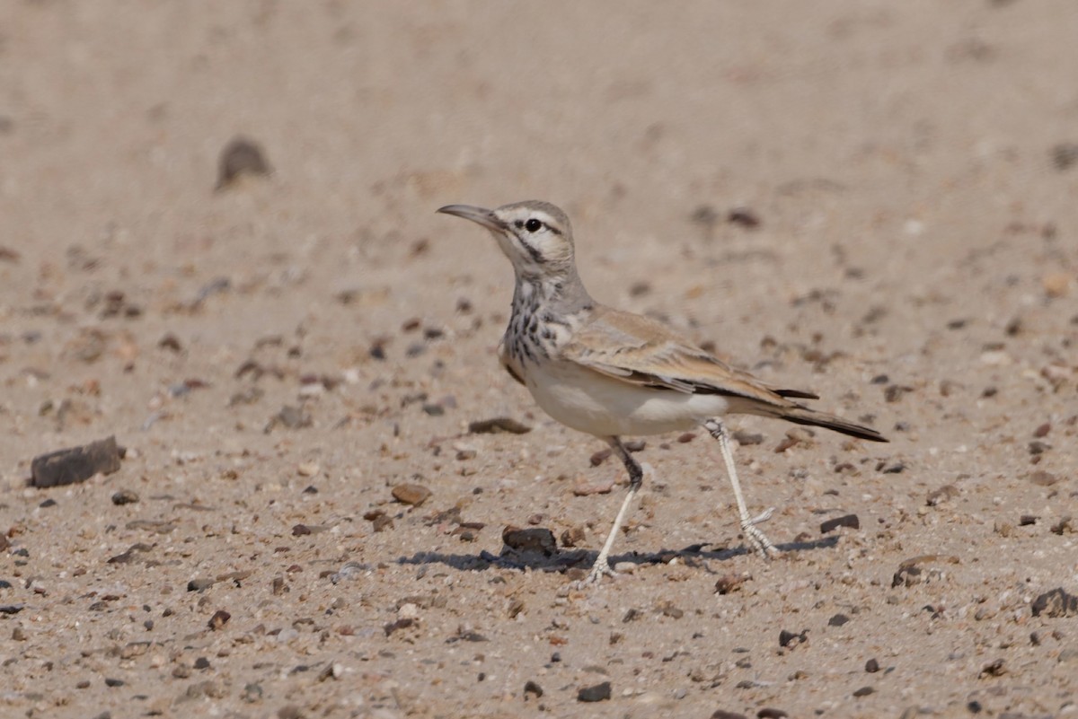 Wüstenläuferlerche - ML646569753