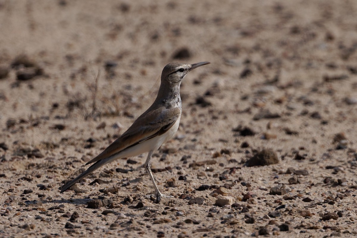 Wüstenläuferlerche - ML646569754