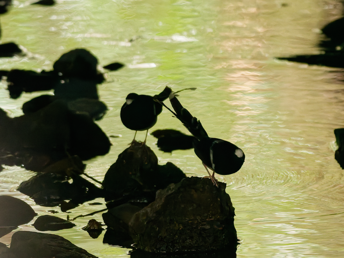 White-crowned Forktail - ML646569756