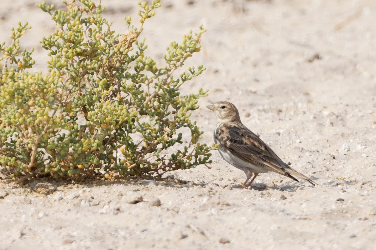 Turkestanlerche - ML646569757