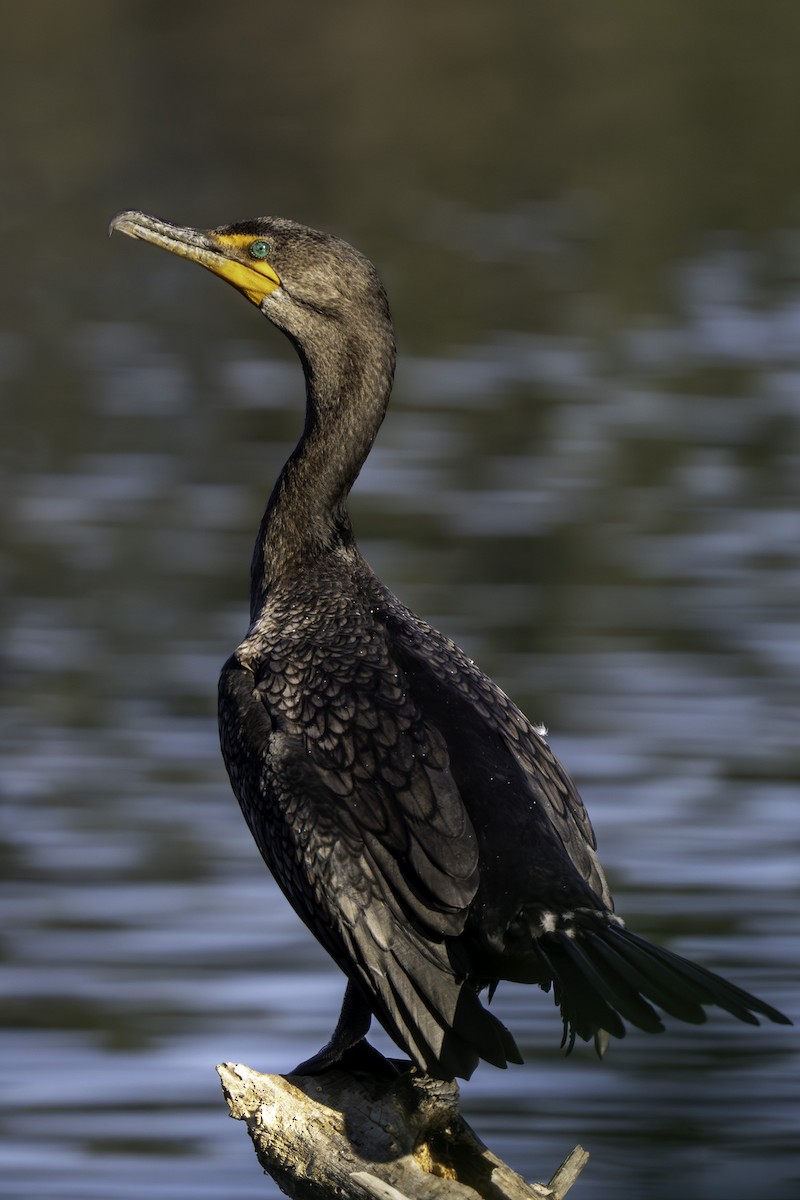 Double-crested Cormorant - ML646569758