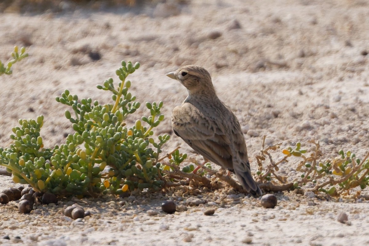 Kurzzehenlerche - ML646569760