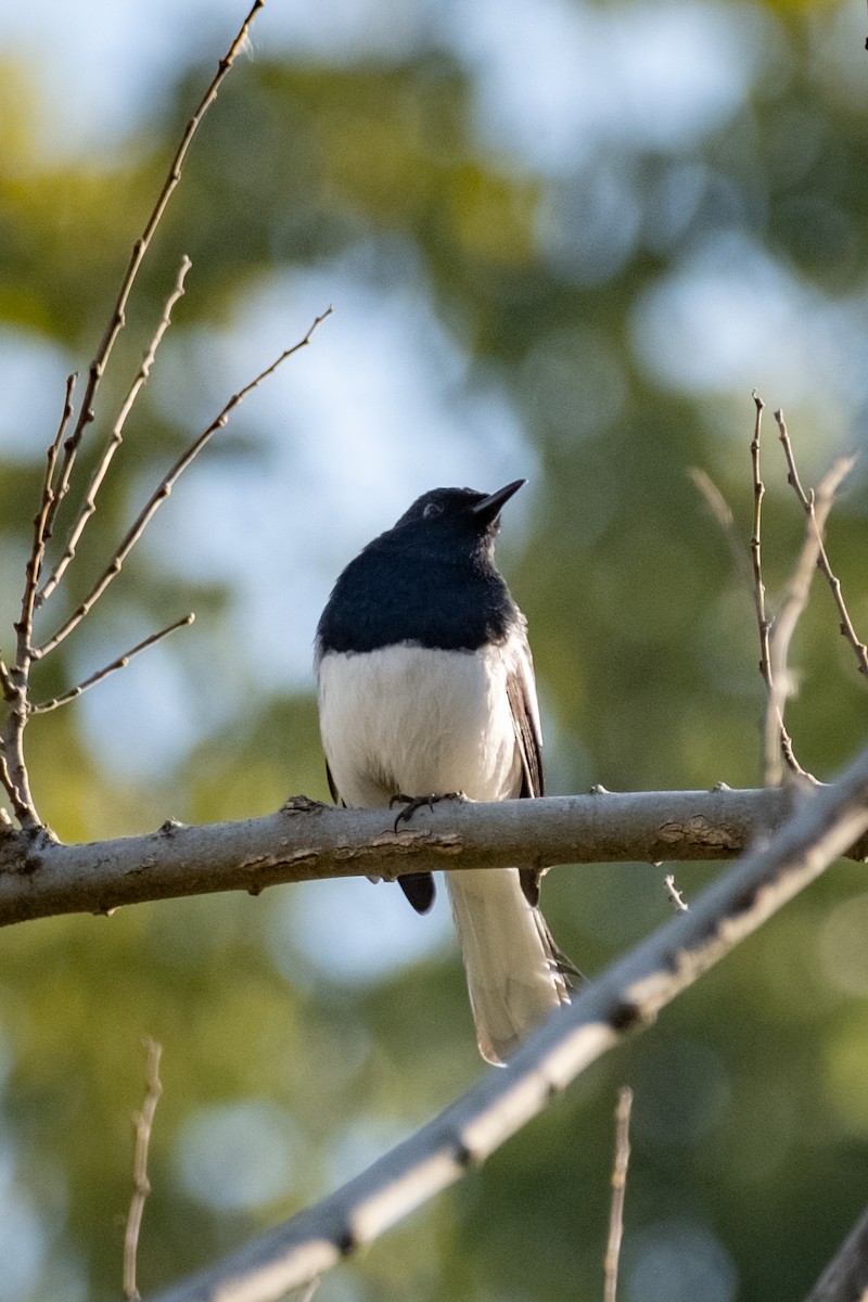 Dajalschama - ML646569761