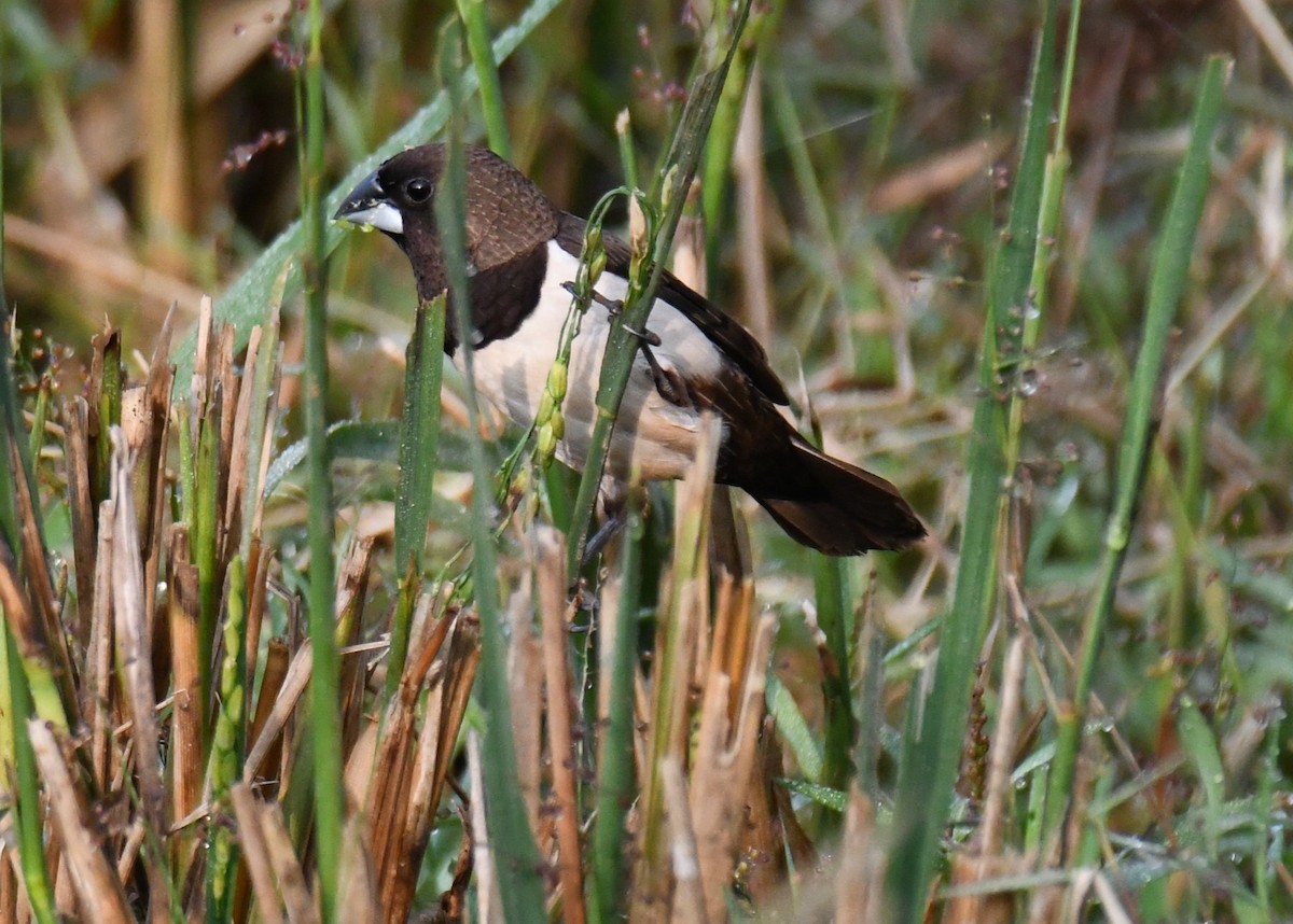 Spitzschwanz-Bronzemännchen - ML646569762