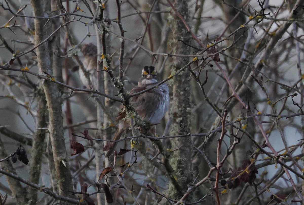 White-throated Sparrow - ML646569763