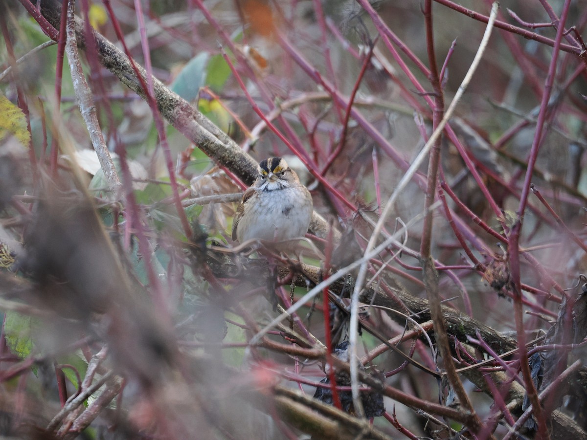 White-throated Sparrow - ML646569764