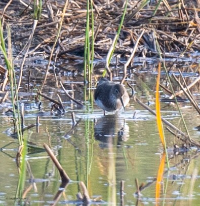 Waldwasserläufer - ML646569765