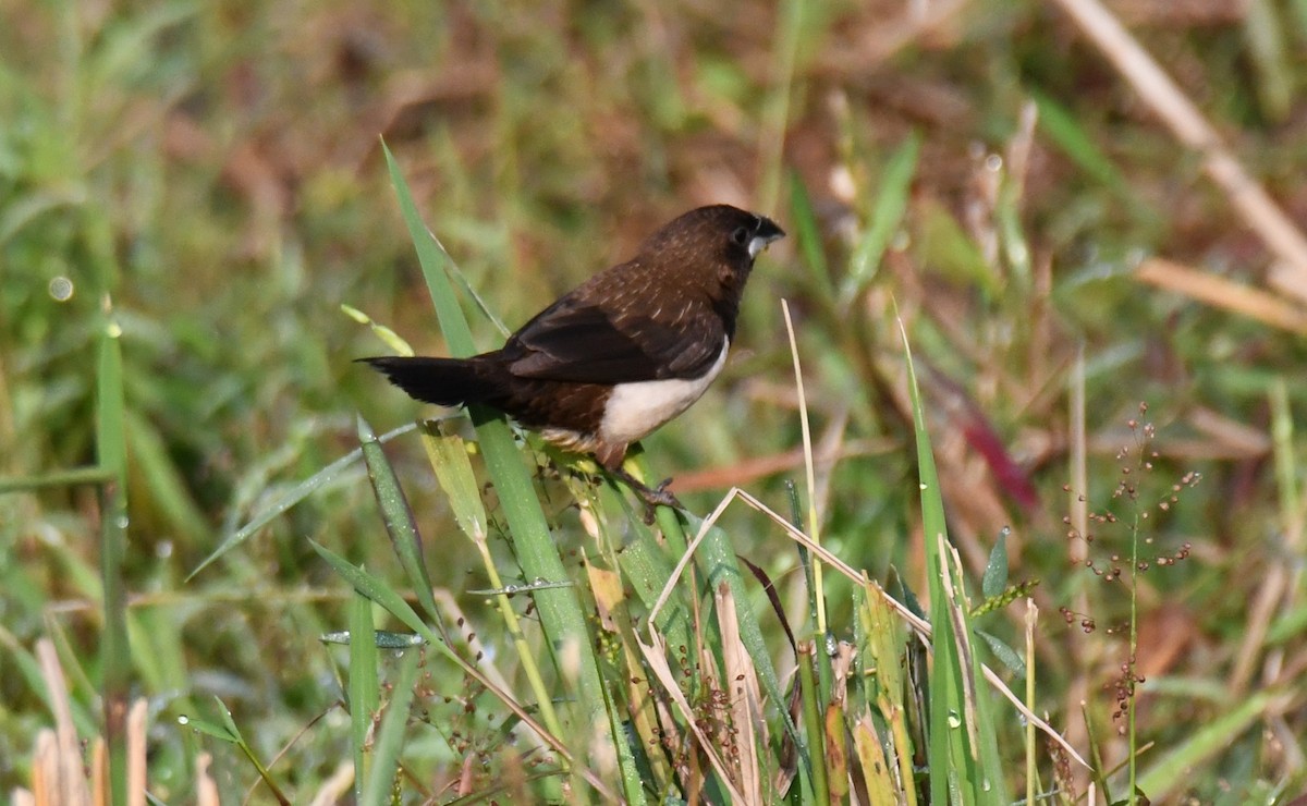 Spitzschwanz-Bronzemännchen - ML646569767