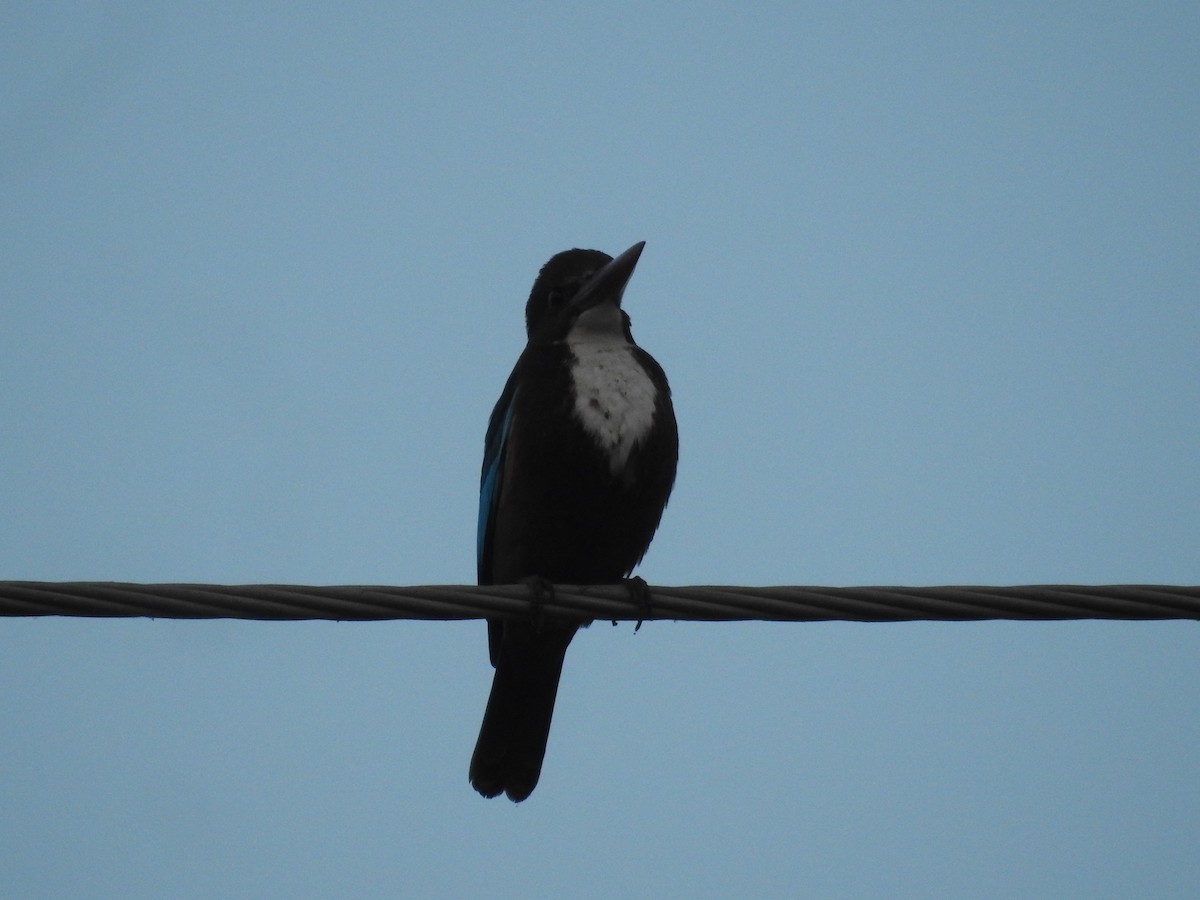 Braunliest - ML646569770