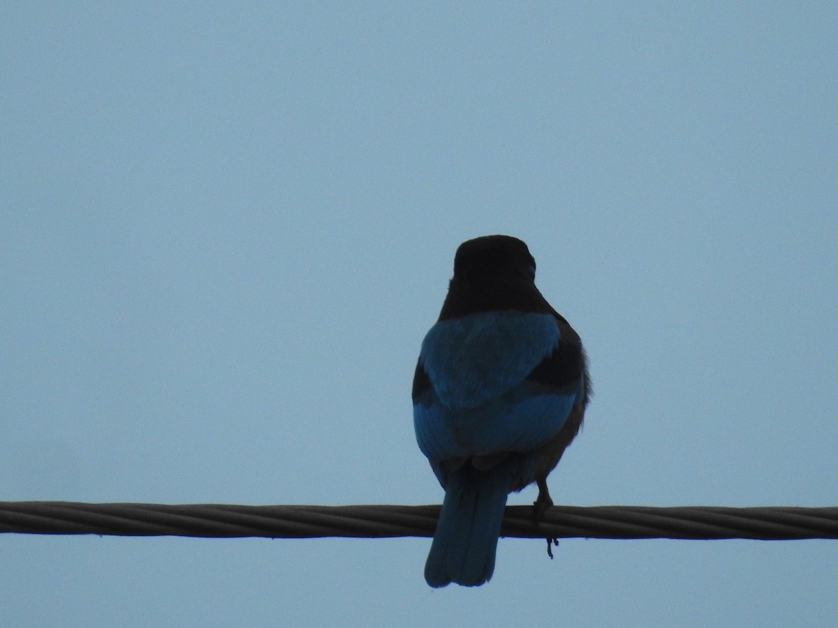 Braunliest - ML646569771