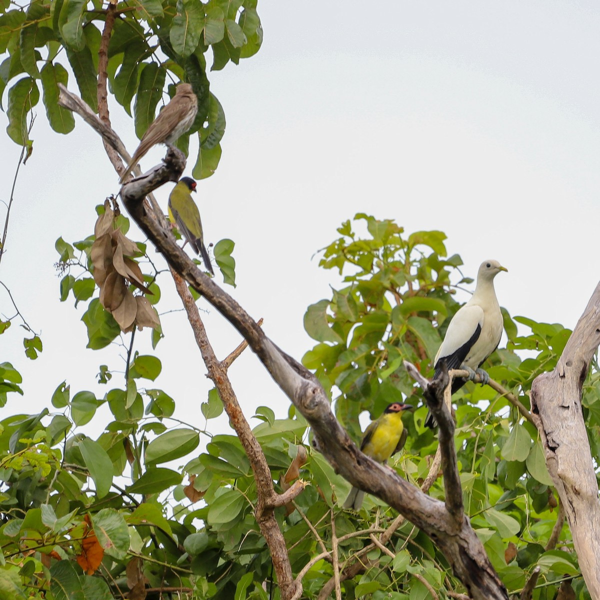 Feigenpirol - ML646569777