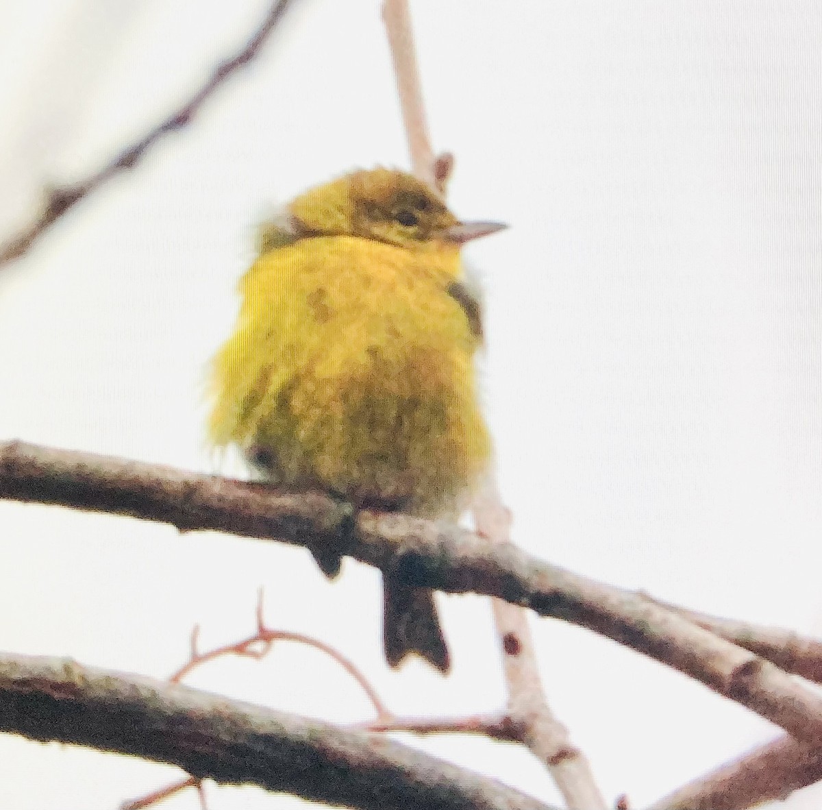 Paruline des pins - ML646569778