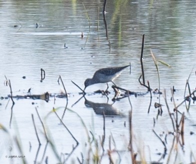 Bruchwasserläufer - ML646569780