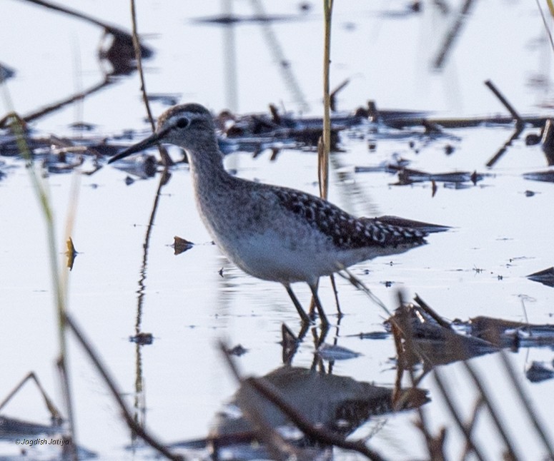Bruchwasserläufer - ML646569781