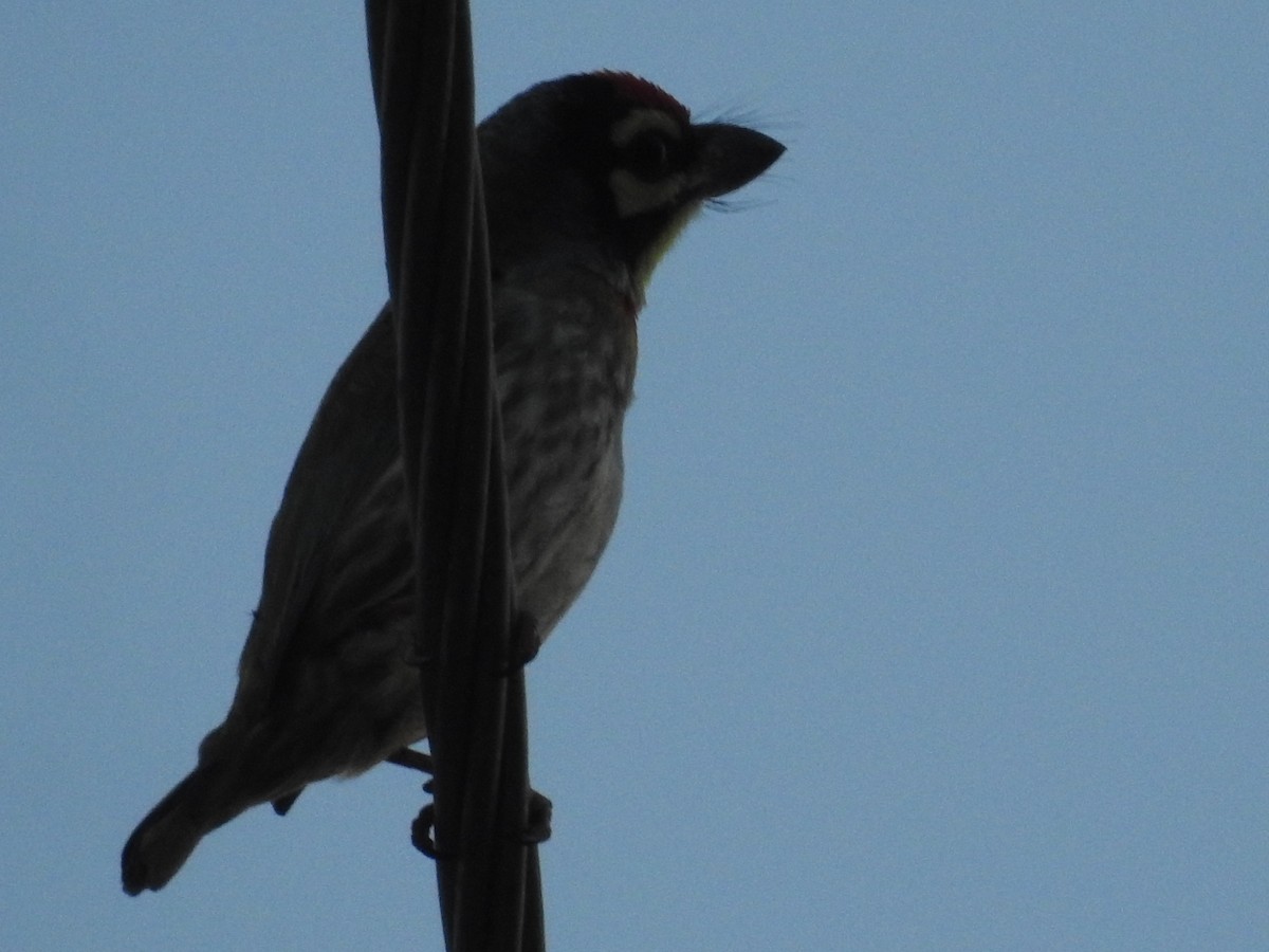 Бородастик червоноголовий - ML646569788