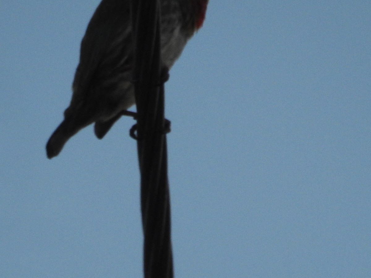 Бородастик червоноголовий - ML646569789