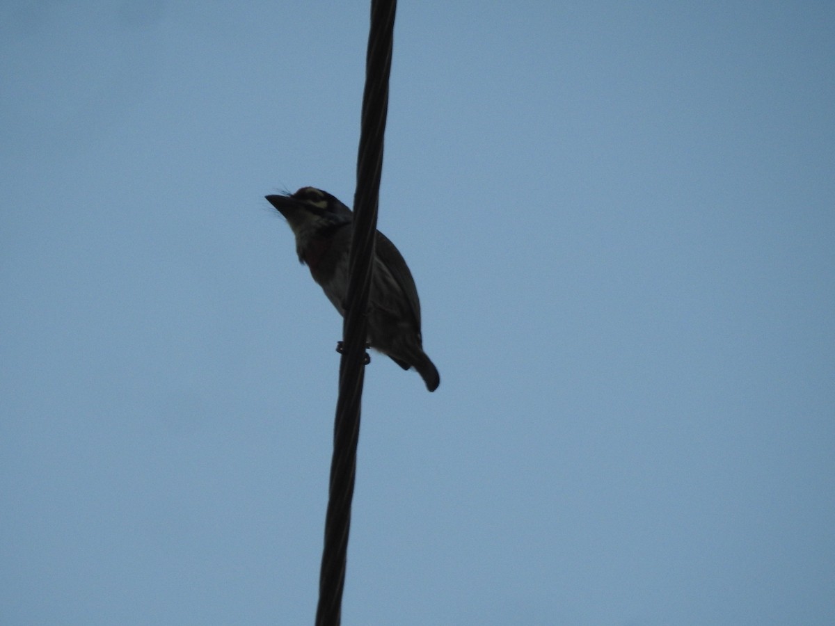 Coppersmith Barbet - ML646569792