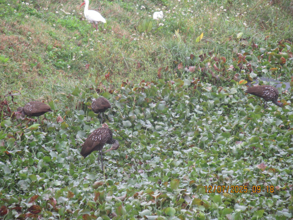 Limpkin - ML646569793