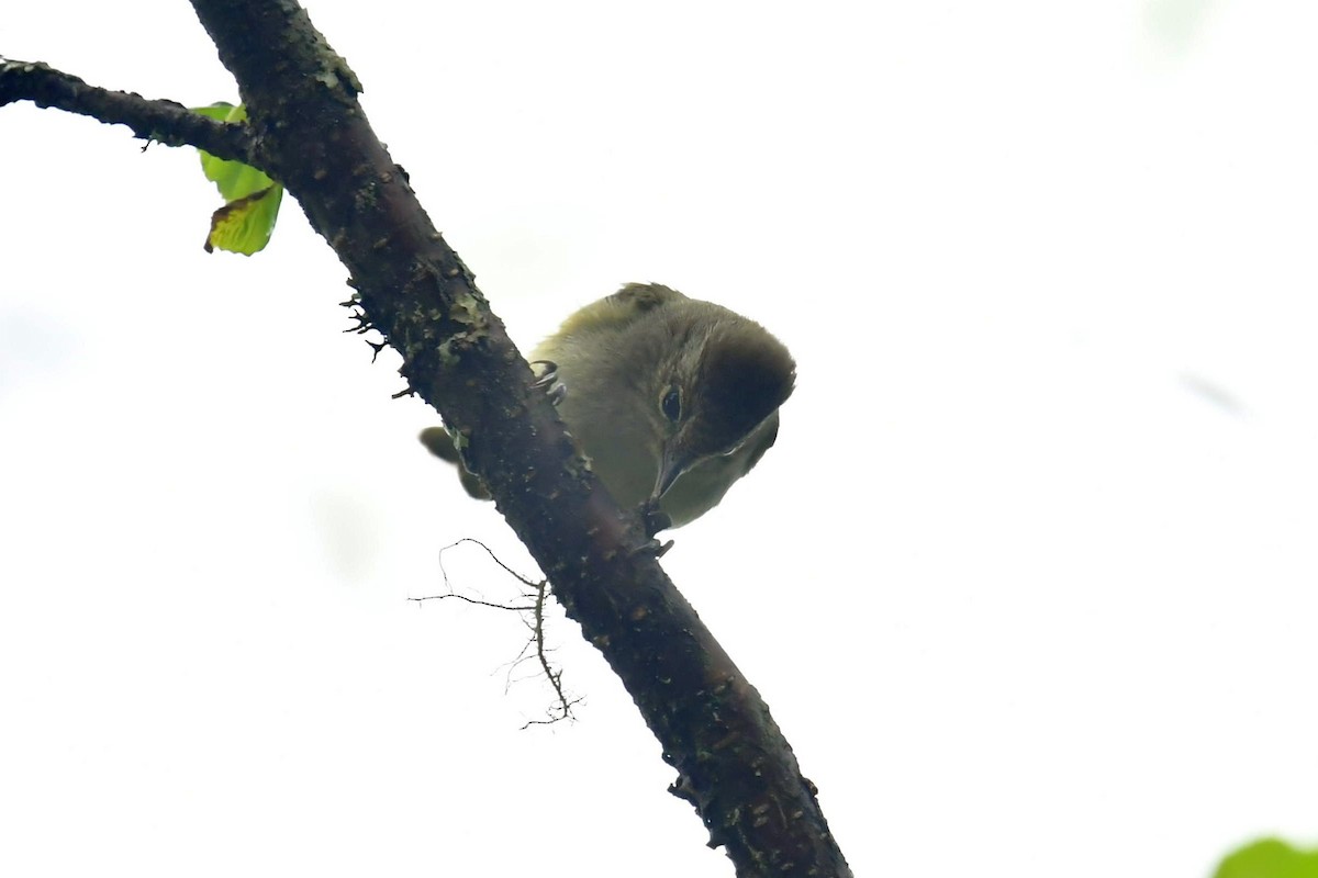 キマユガラ - ML646569800