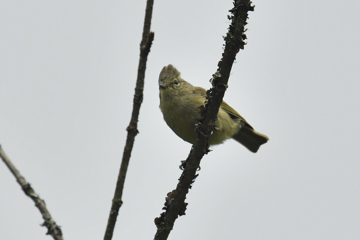 キマユガラ - ML646569802