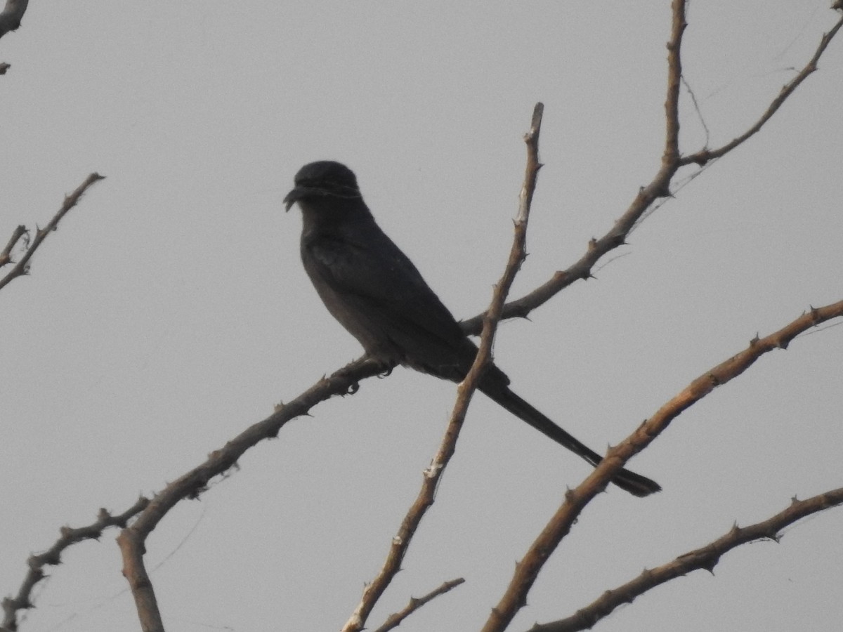 Black Drongo - ML646569803