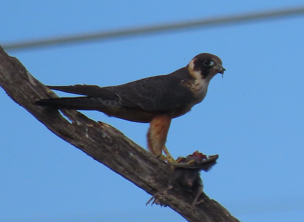 Australian Hobby - ML646569809