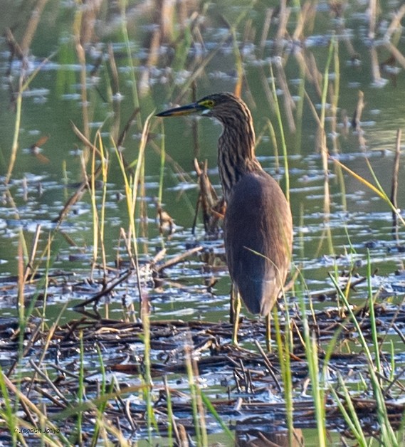 Индийская прудовая цапля - ML646569811