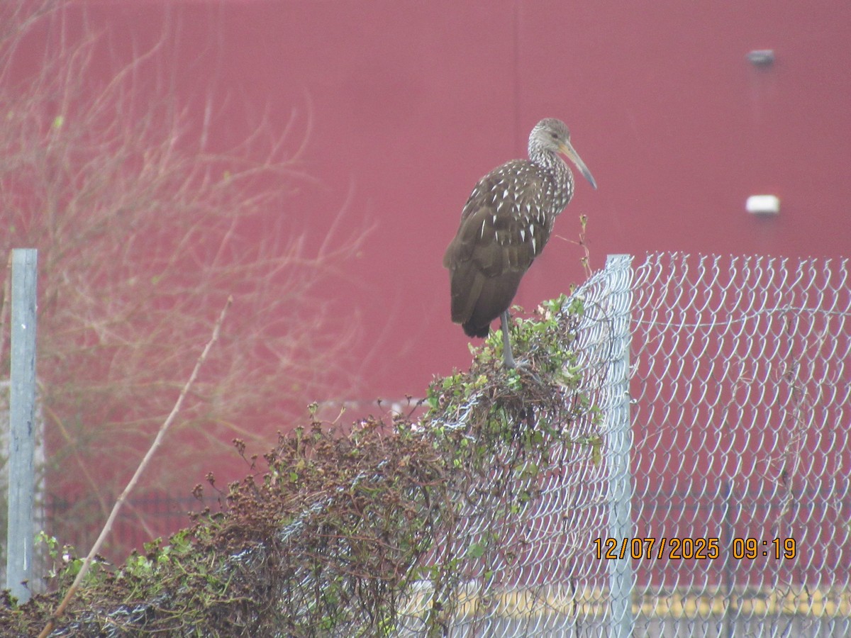 Limpkin - ML646569816