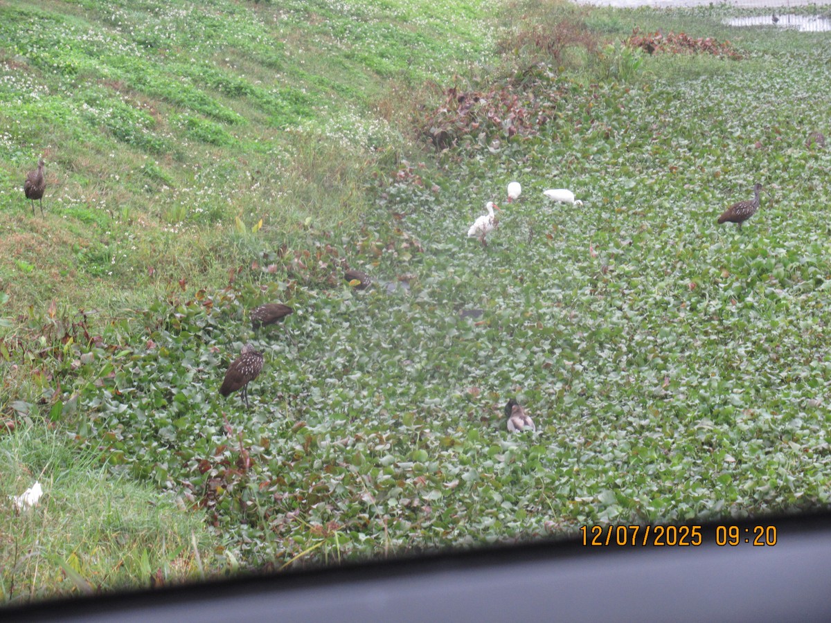 Limpkin - ML646569818