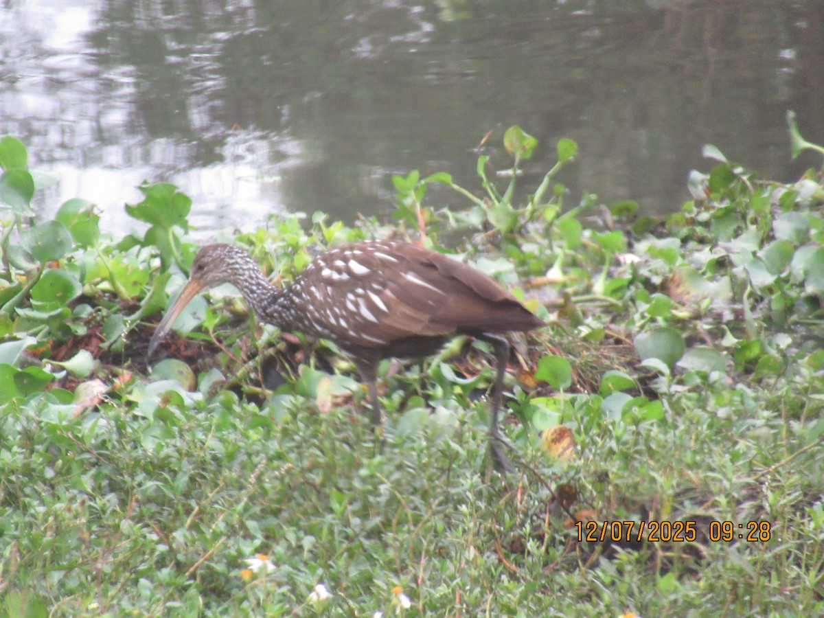 Limpkin - ML646569819
