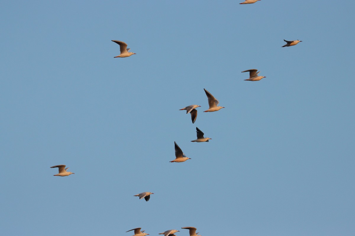 Мартин тонкодзьобий - ML646569820