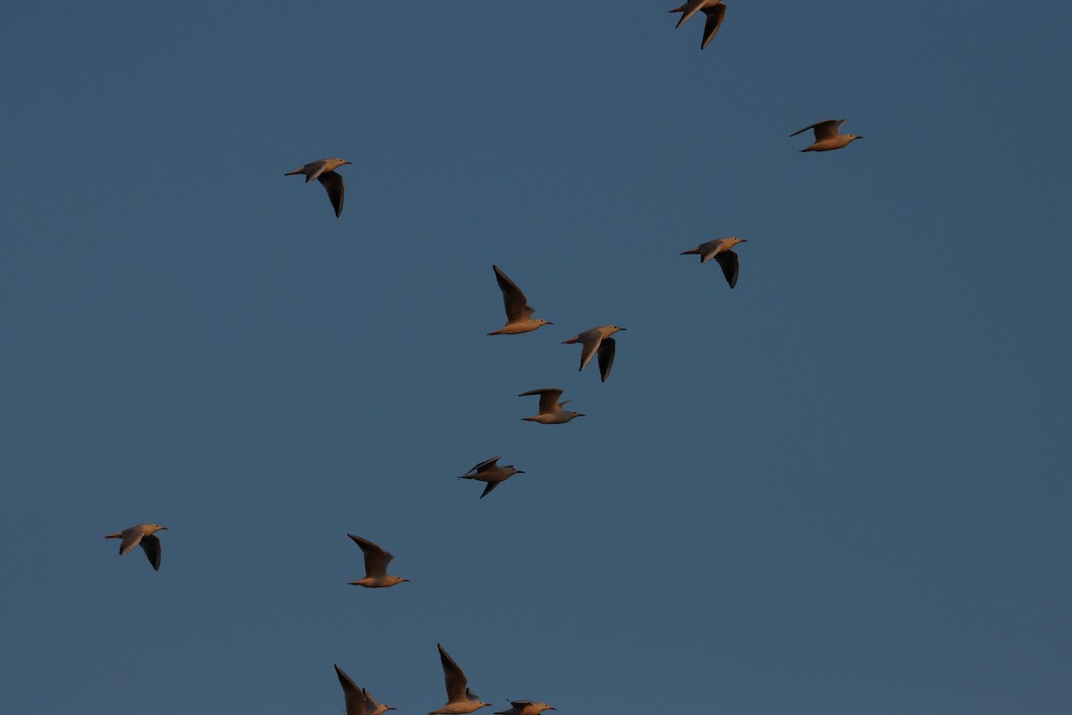 Мартин тонкодзьобий - ML646569821