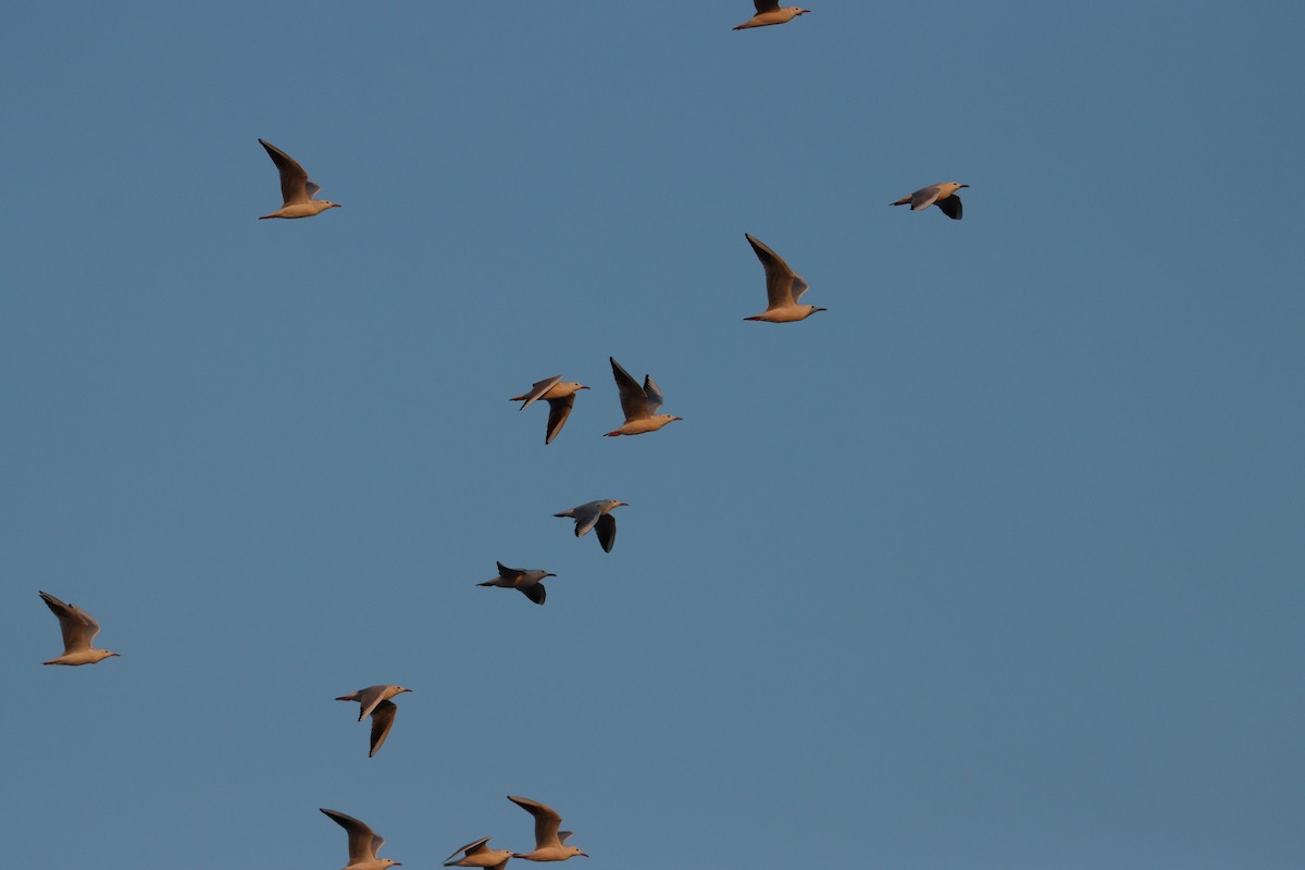 Мартин тонкодзьобий - ML646569822