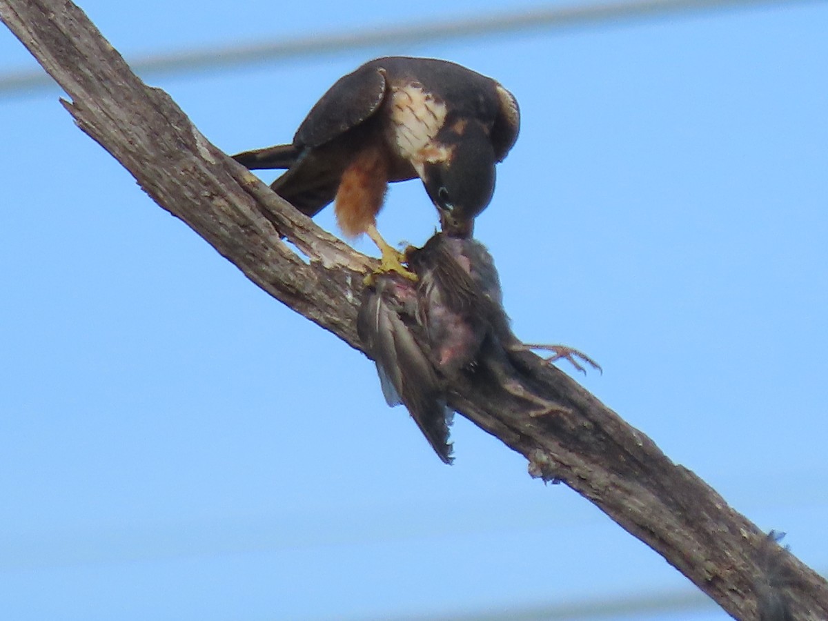 Australian Hobby - ML646569823