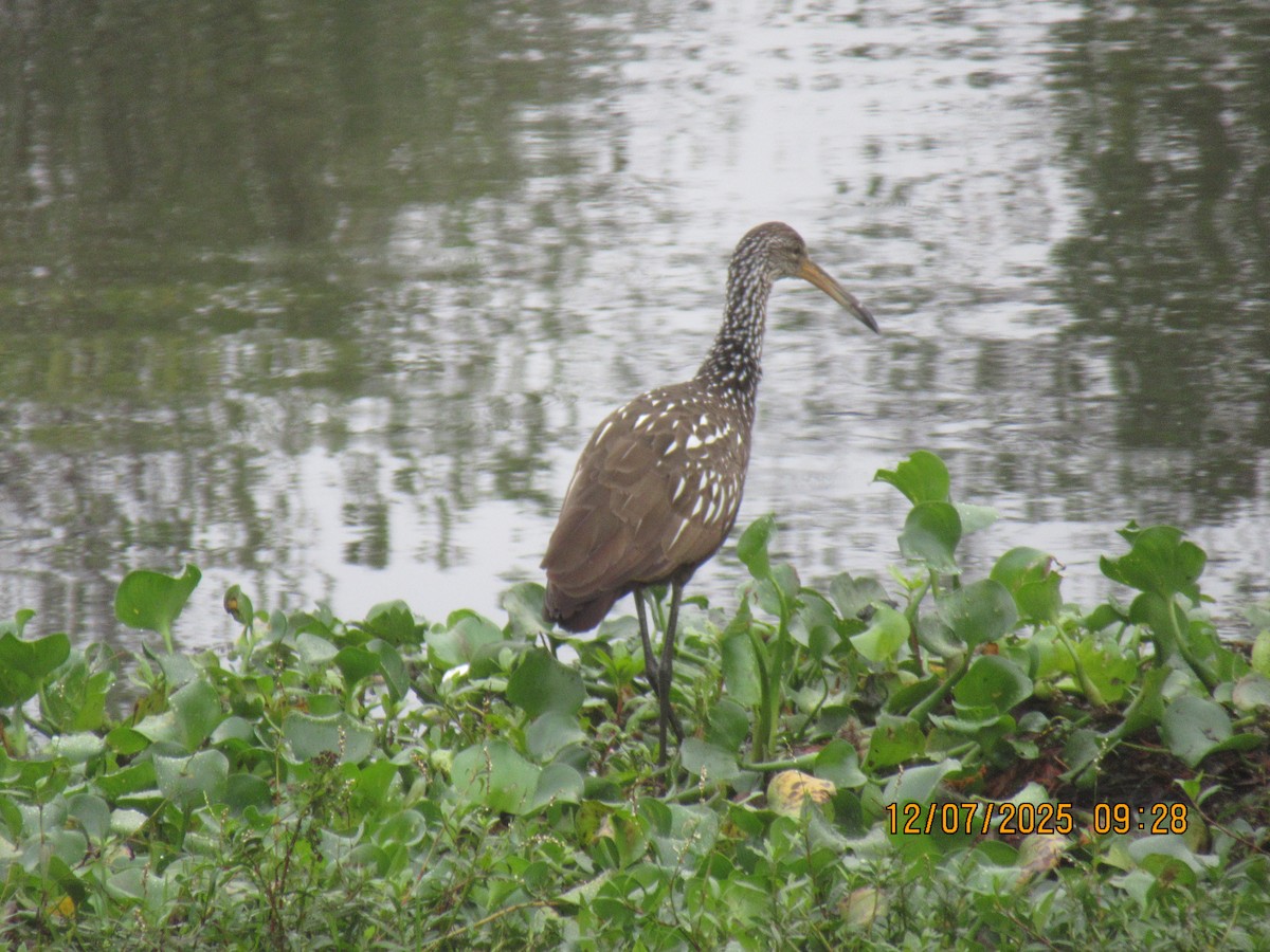 Limpkin - ML646569824