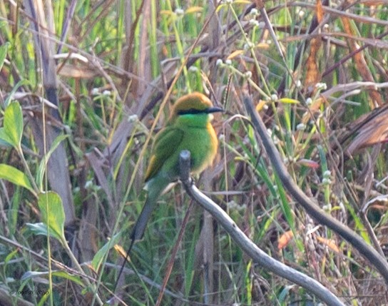 Бджолоїдка мала - ML646569825