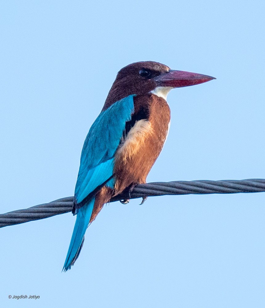 Альціон білогрудий - ML646569826