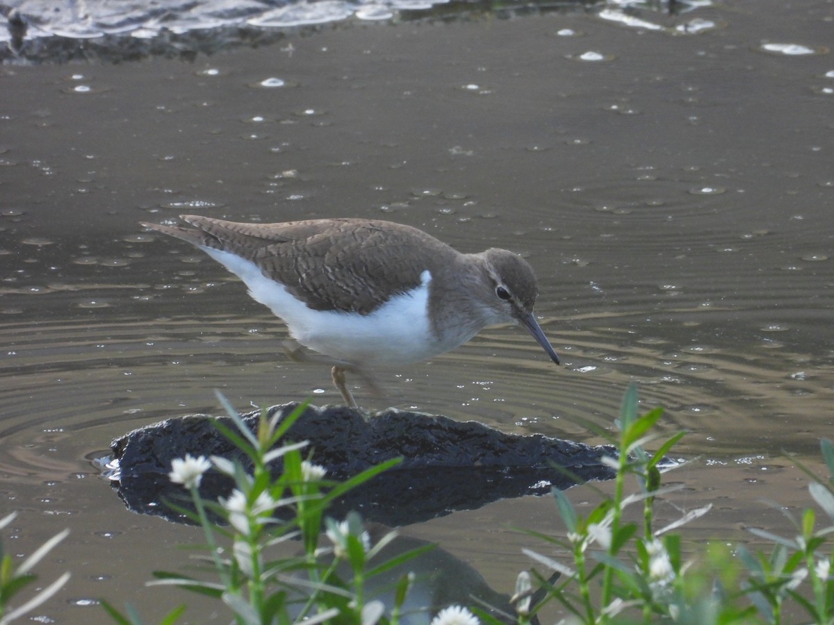 Набережник палеарктичний - ML646569830
