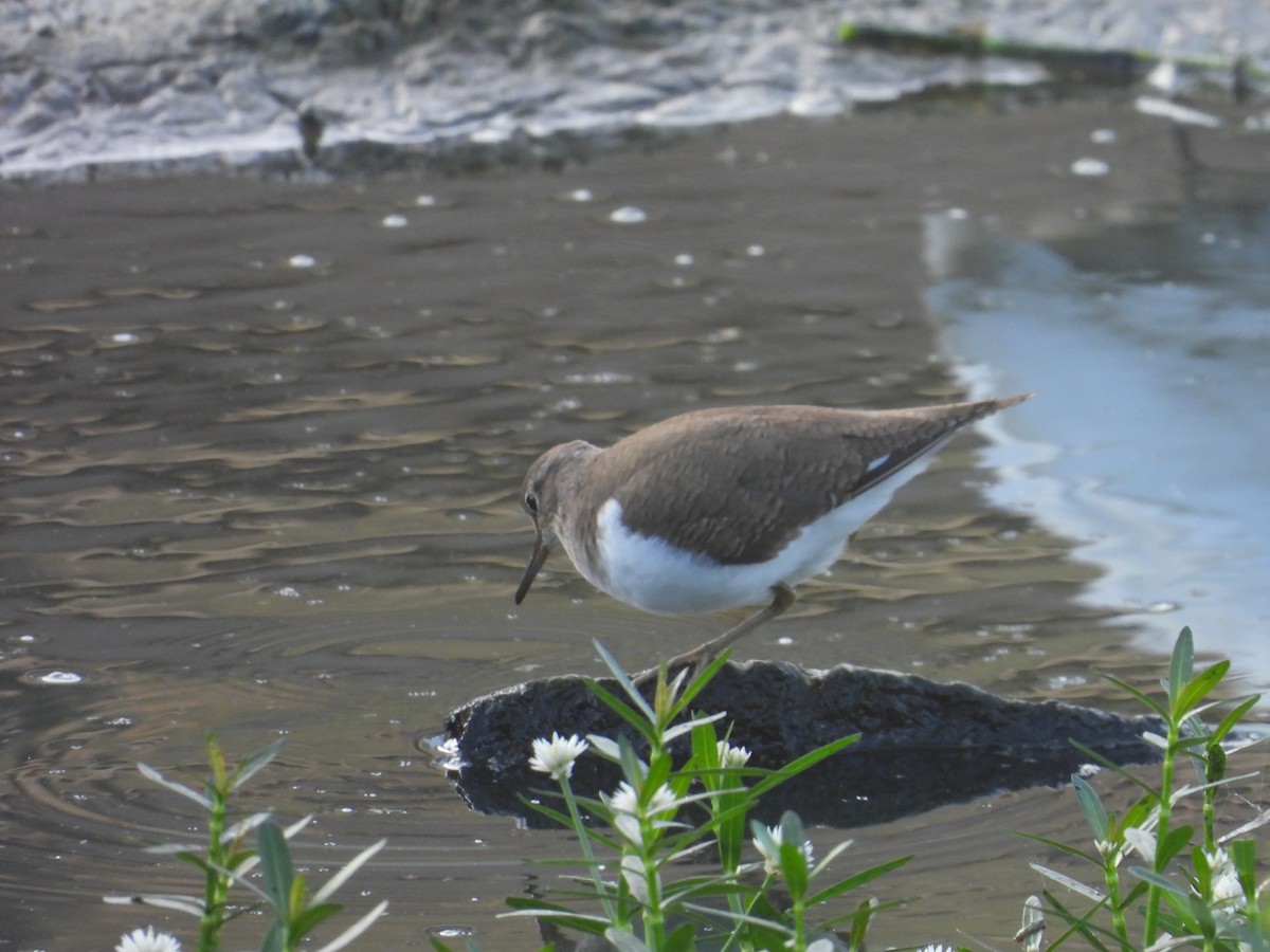 Набережник палеарктичний - ML646569831