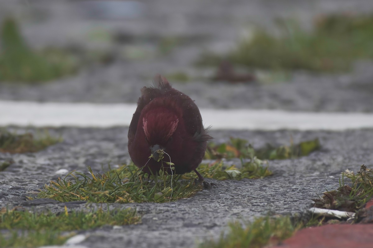 Чечевиця тайванська - ML646569834