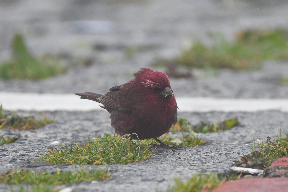 Чечевиця тайванська - ML646569835