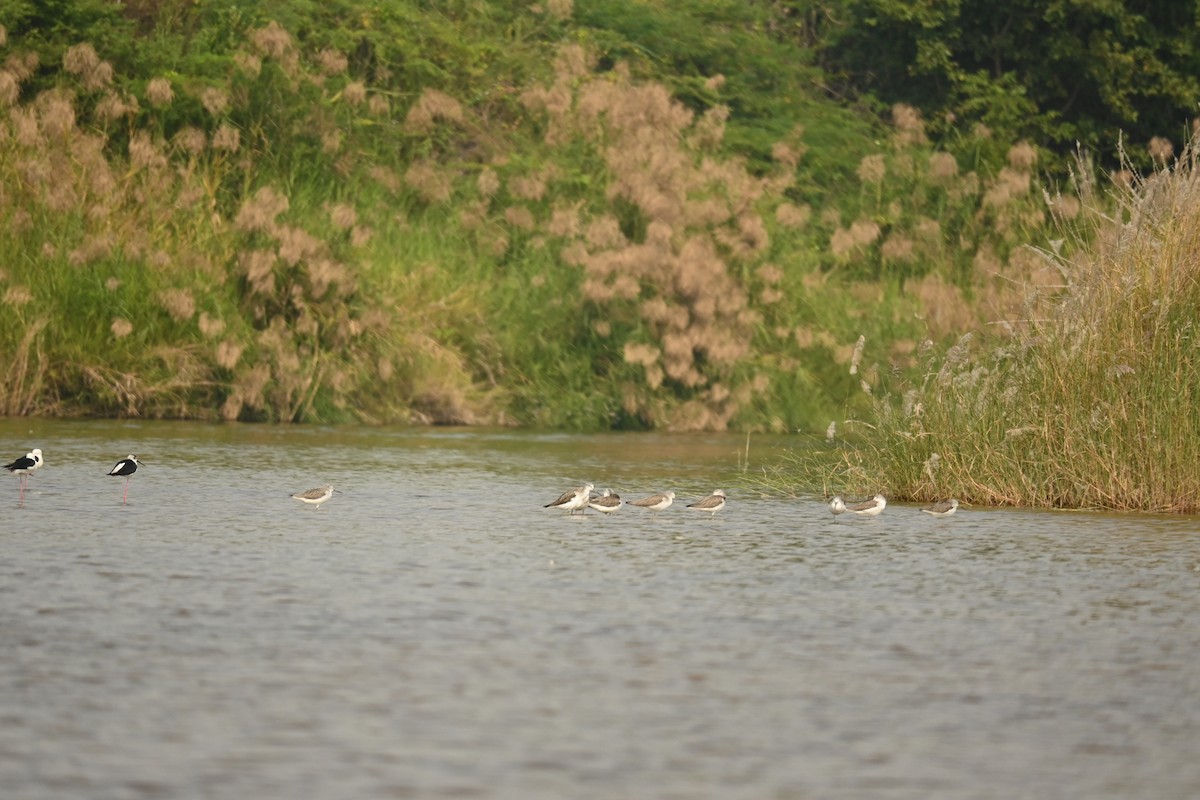 Коловодник великий - ML646569836