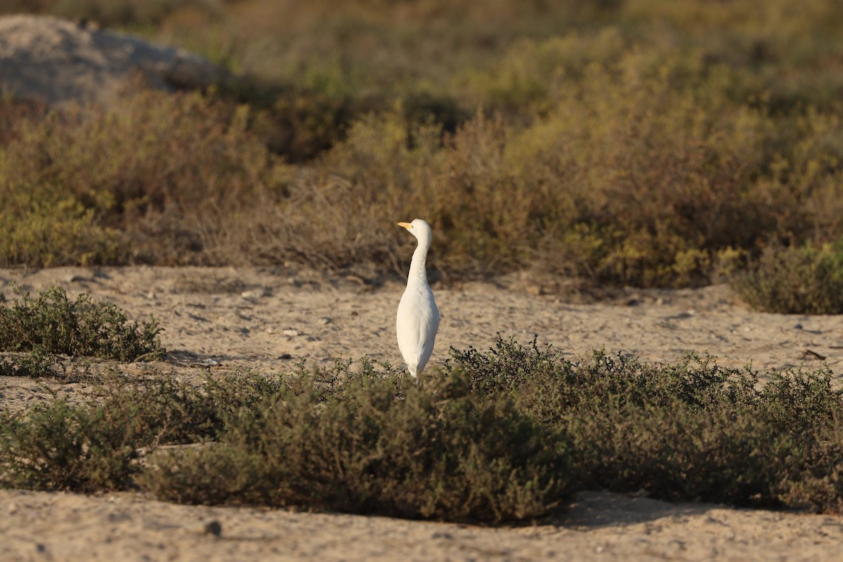 Чапля єгипетська західна - ML646569837