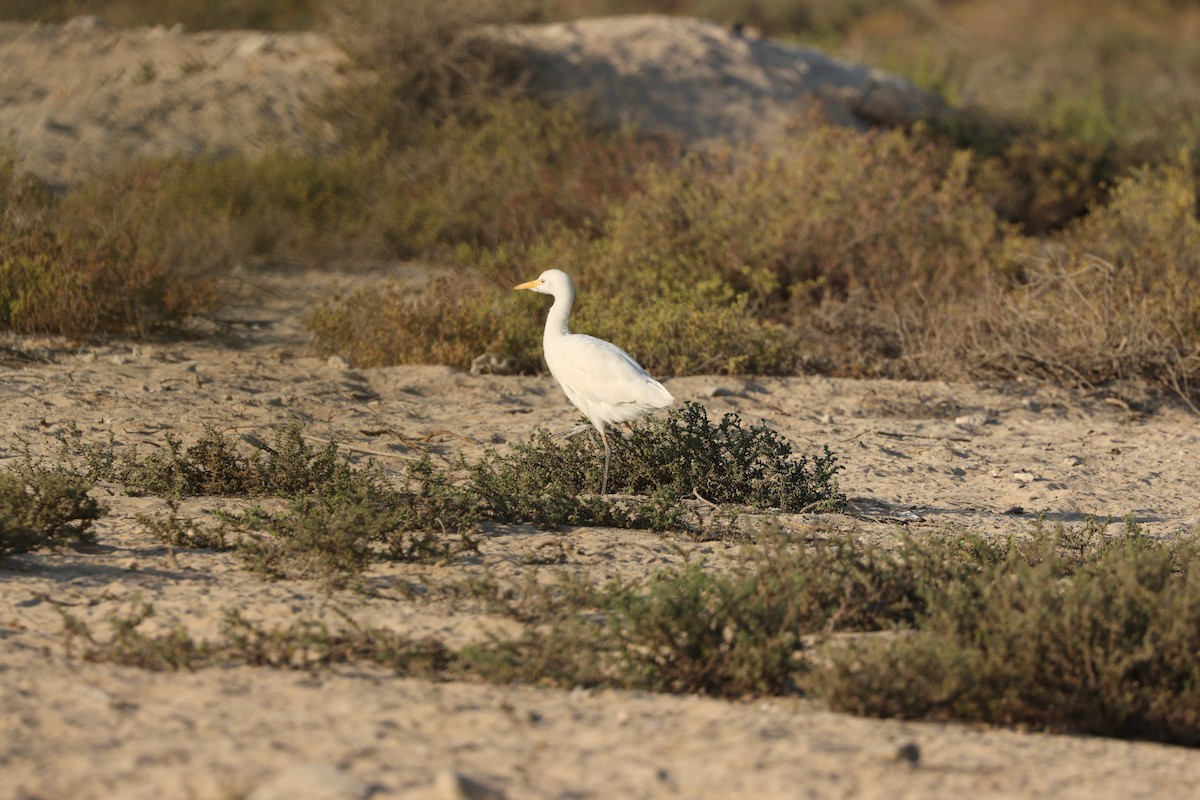 Чапля єгипетська західна - ML646569838