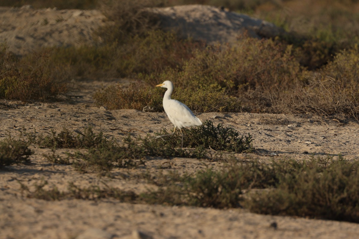 Чапля єгипетська західна - ML646569839