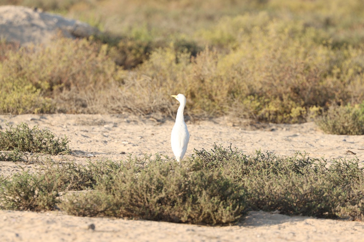 Чапля єгипетська західна - ML646569840