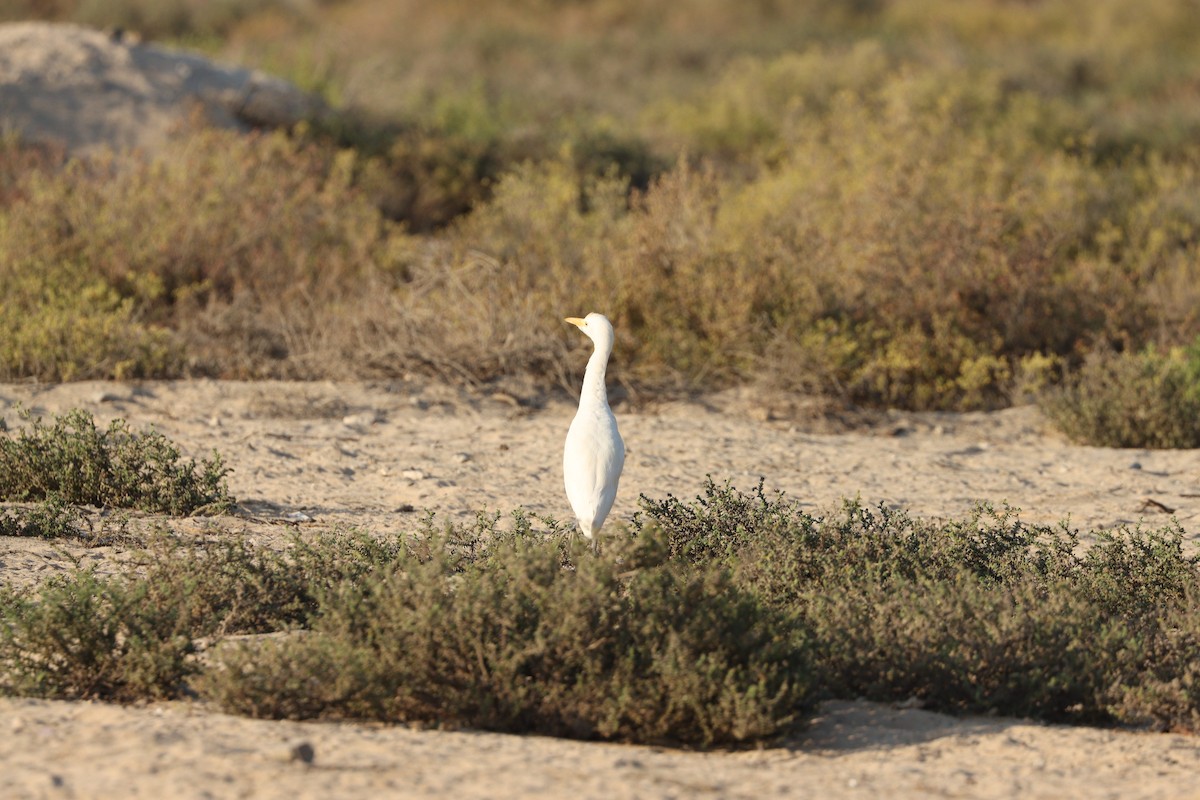 Чапля єгипетська західна - ML646569841