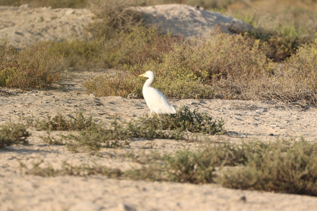 Чапля єгипетська західна - ML646569842