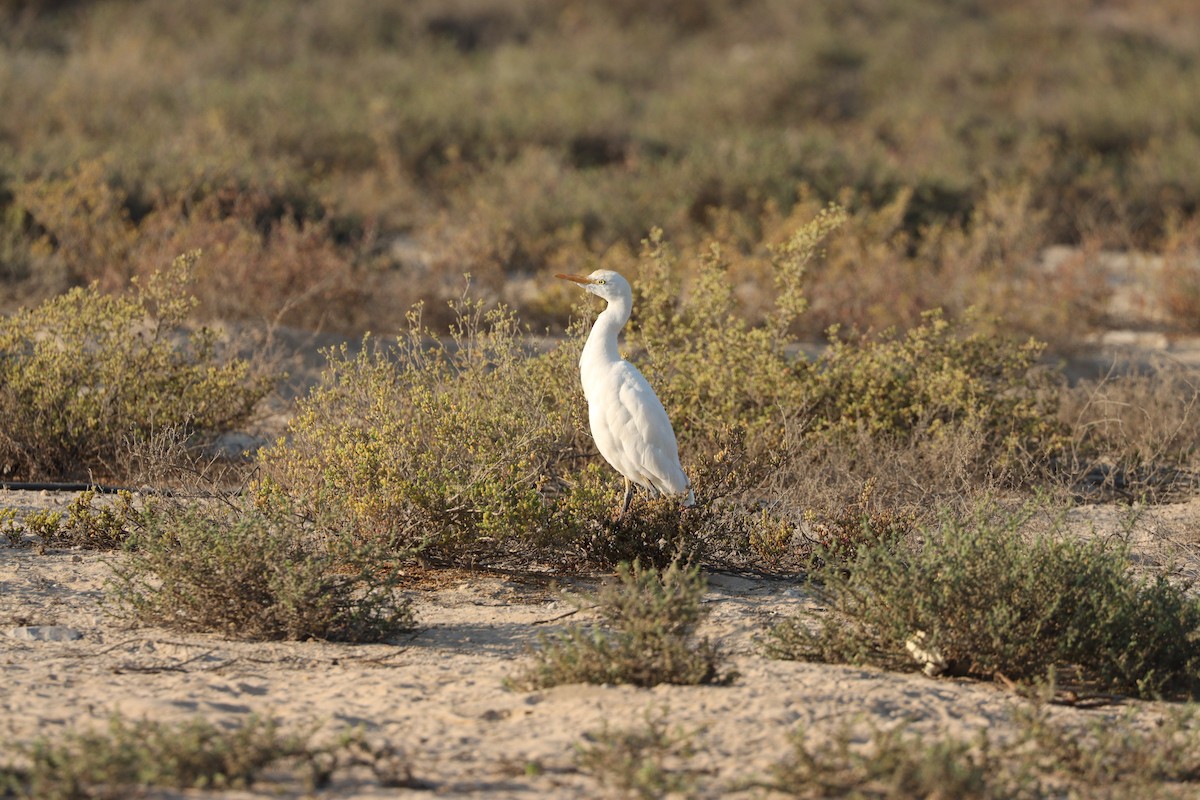 Чапля єгипетська західна - ML646569843