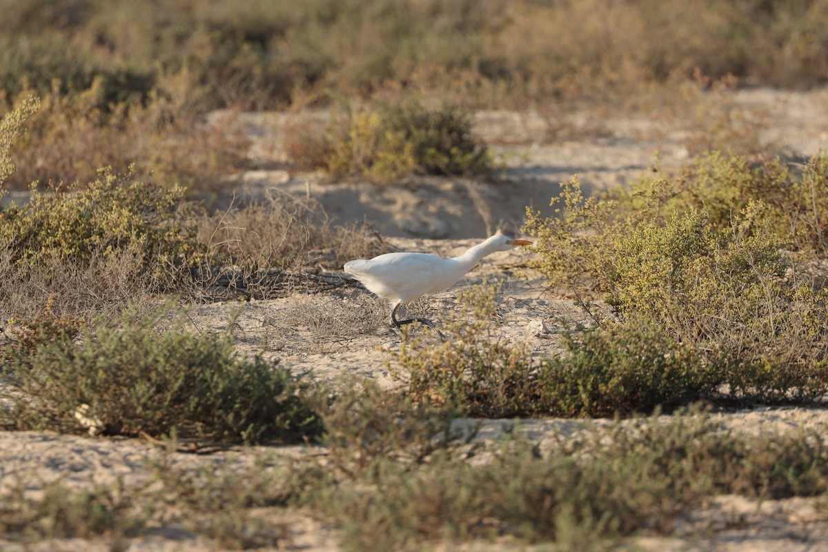 Чапля єгипетська західна - ML646569844